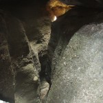 CUEVA CABRITO_21